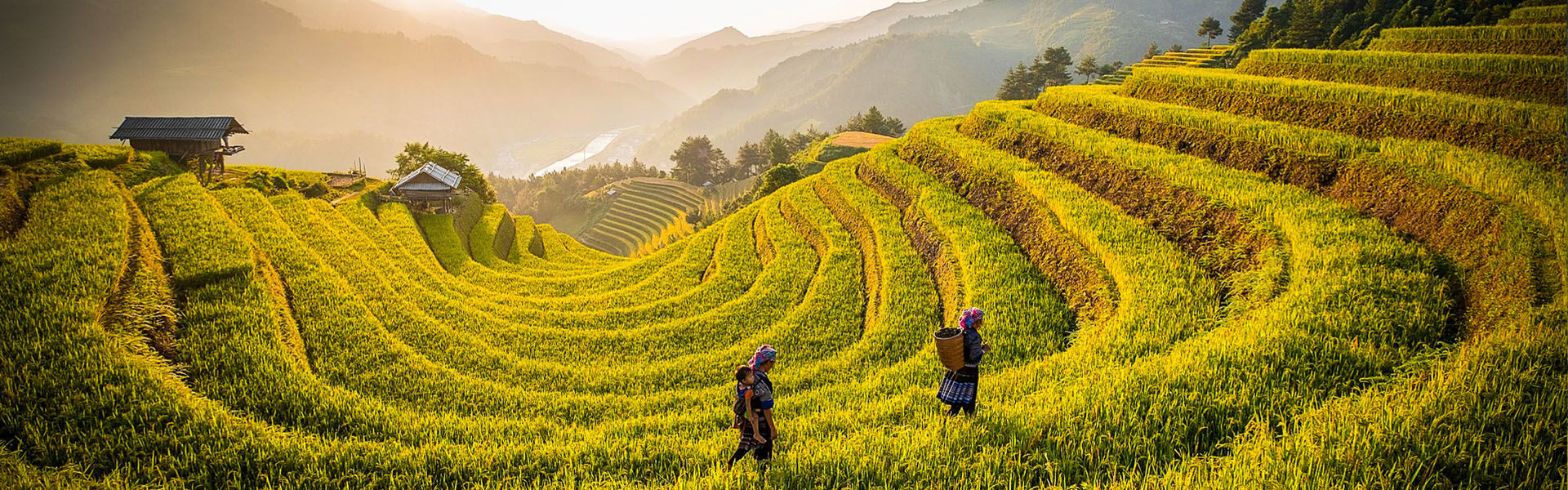 Terraced-Rice Fields in Hoang Su Phi