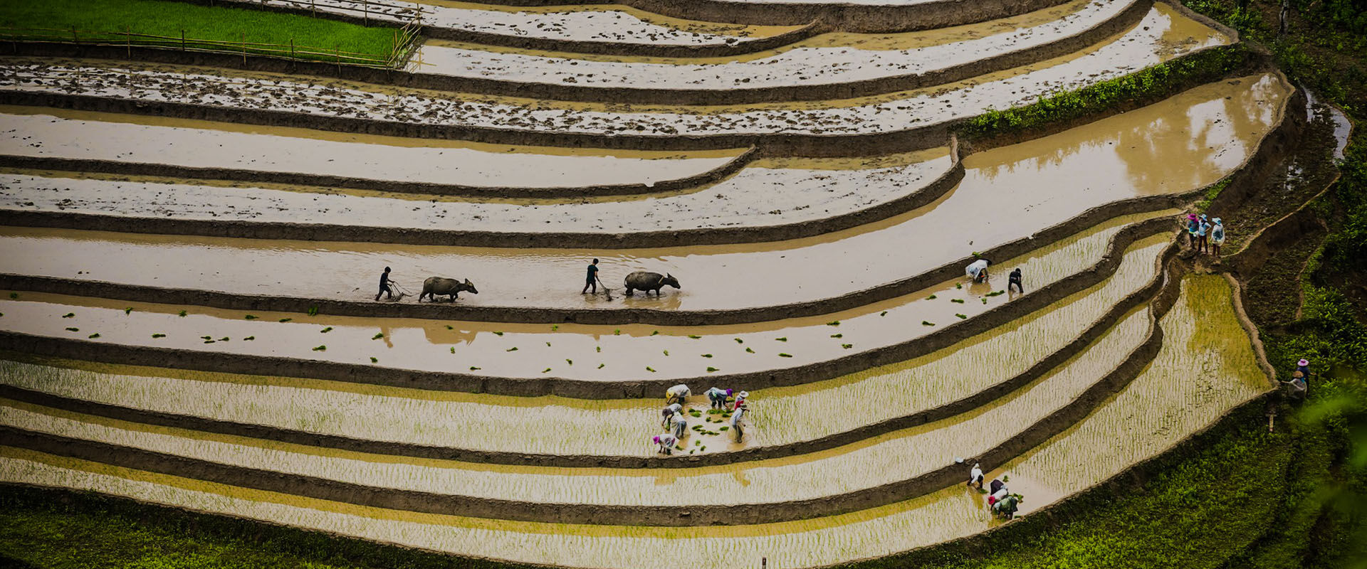 Water Season in the Rice-Fields, Mu Cang Chai, Yen Bai