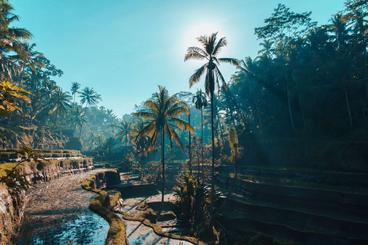Bali Tegallalang Rice Terrace