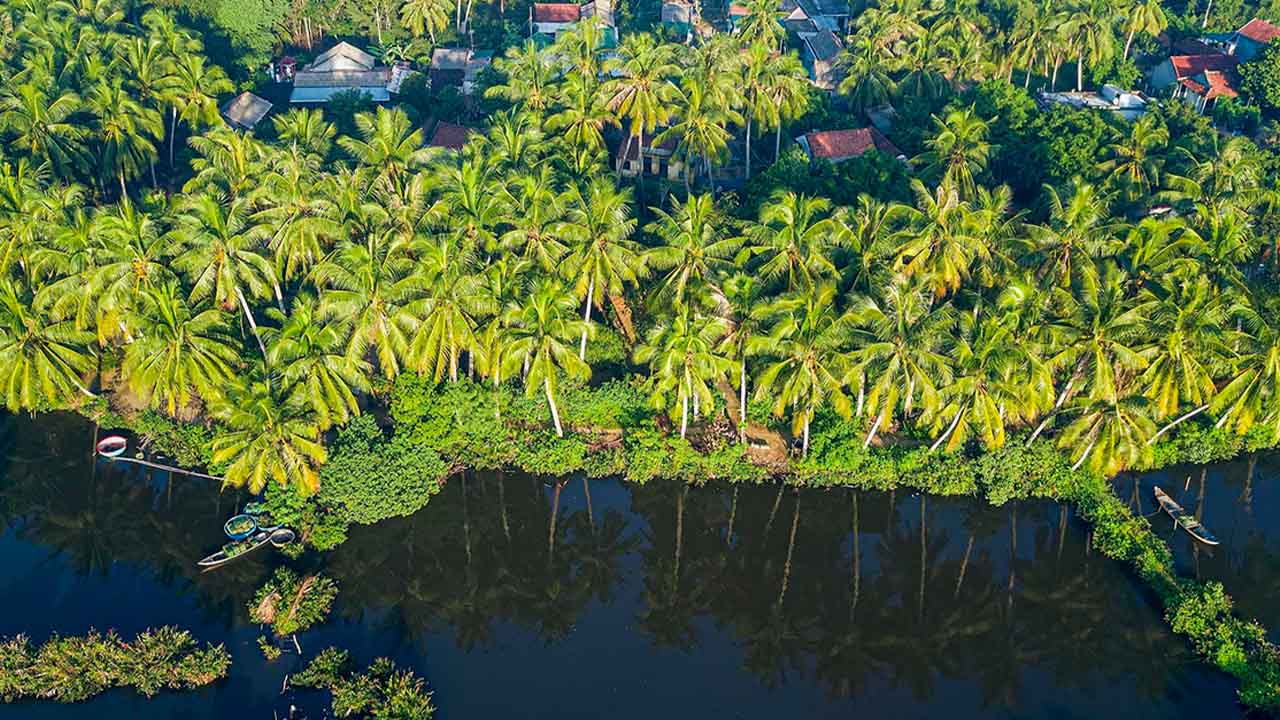 Ben Tre Cocunuts Forest Iconic