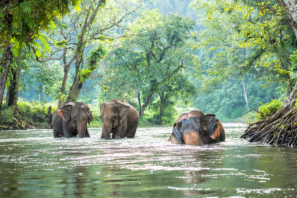 Immerse in Cardamom’s wild heritage