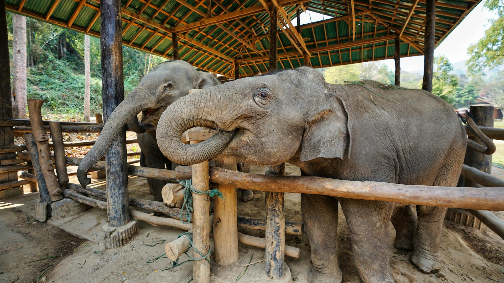 Meet gentle giants in a responsible and compassionate environment