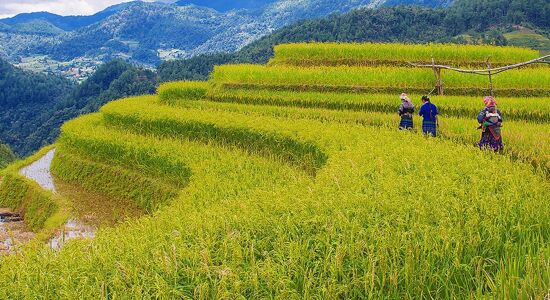 Tranquil Sapa mountains at dawn for a Sapa Tours banner by Legend Travel Group.