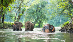 Cardamom Mountain Elephant Sanctuary