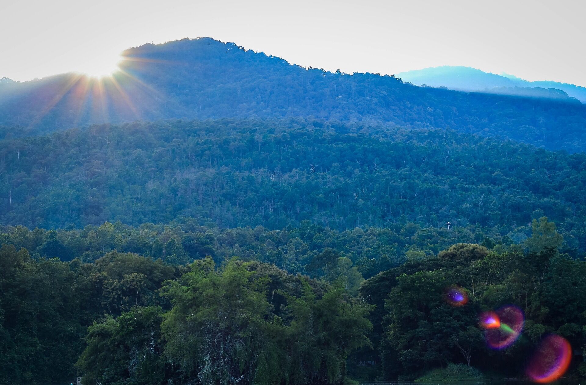 Chiang Khong Forest