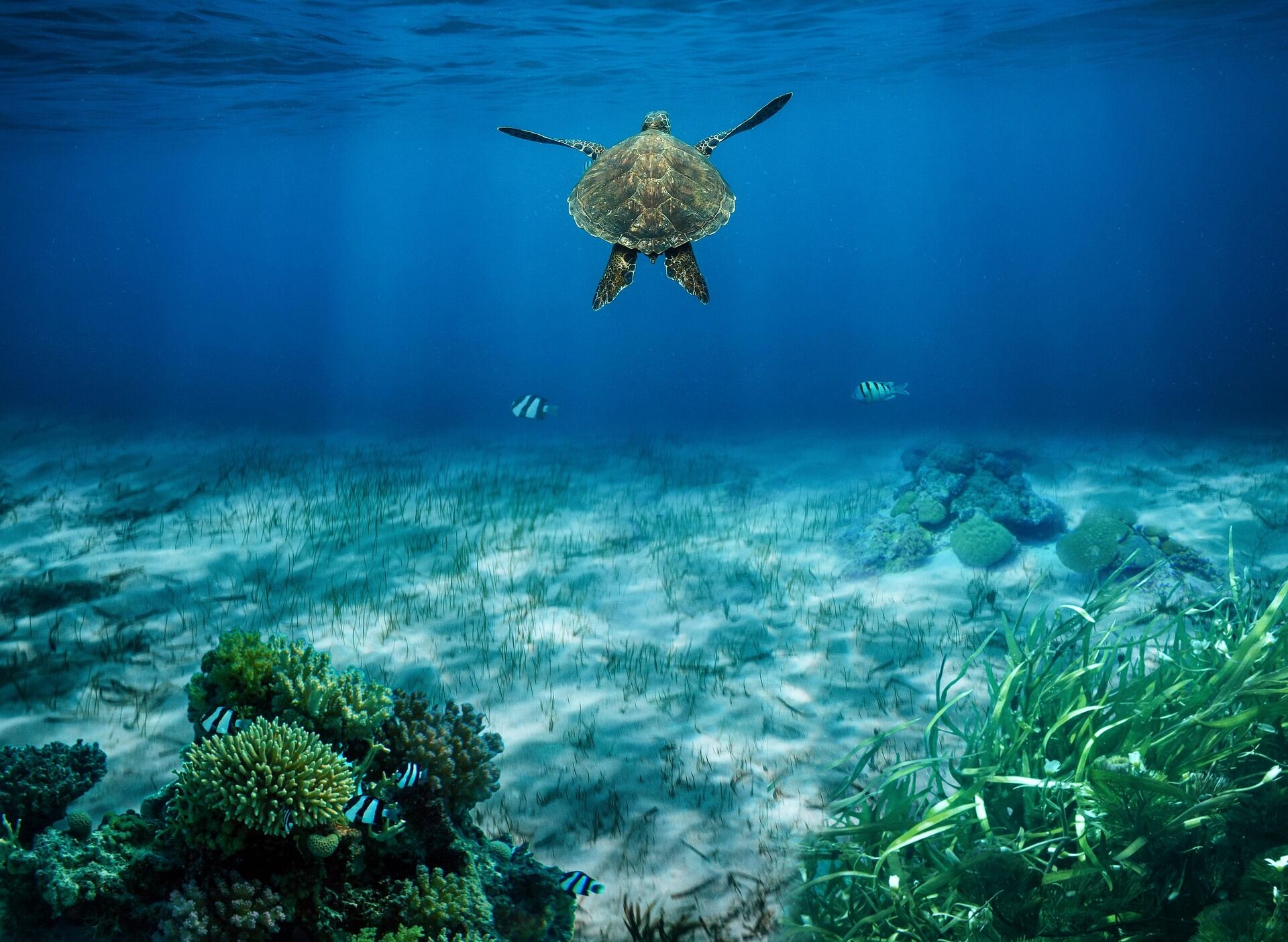 Koh Rong Ocean and Tortoise