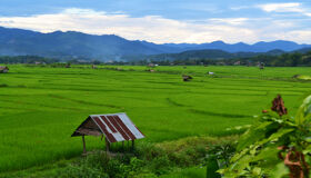 Luang Namtha Rice-fields