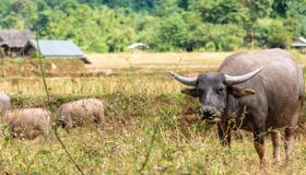 Muang La, Buffalos
