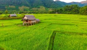 Muang La Rice-fields