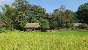 Muang Xay Rice-fields Green