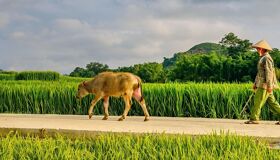 Pakse Laos Buffalo and Rice Fields