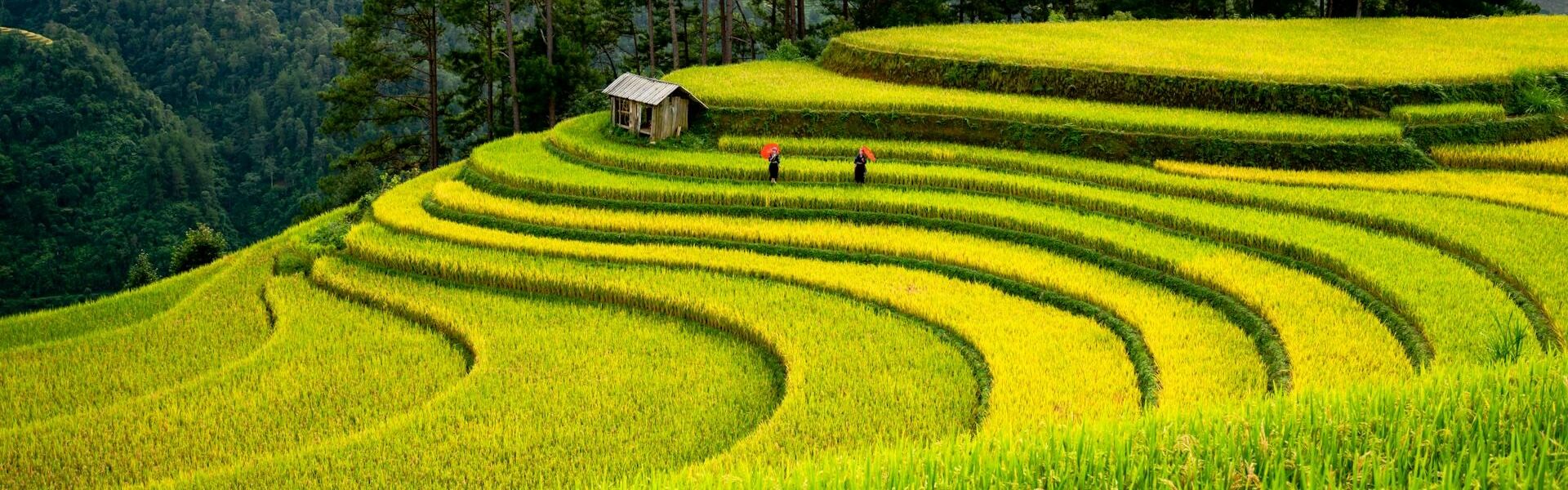 Marvel at the layered green landscapes of Sapa