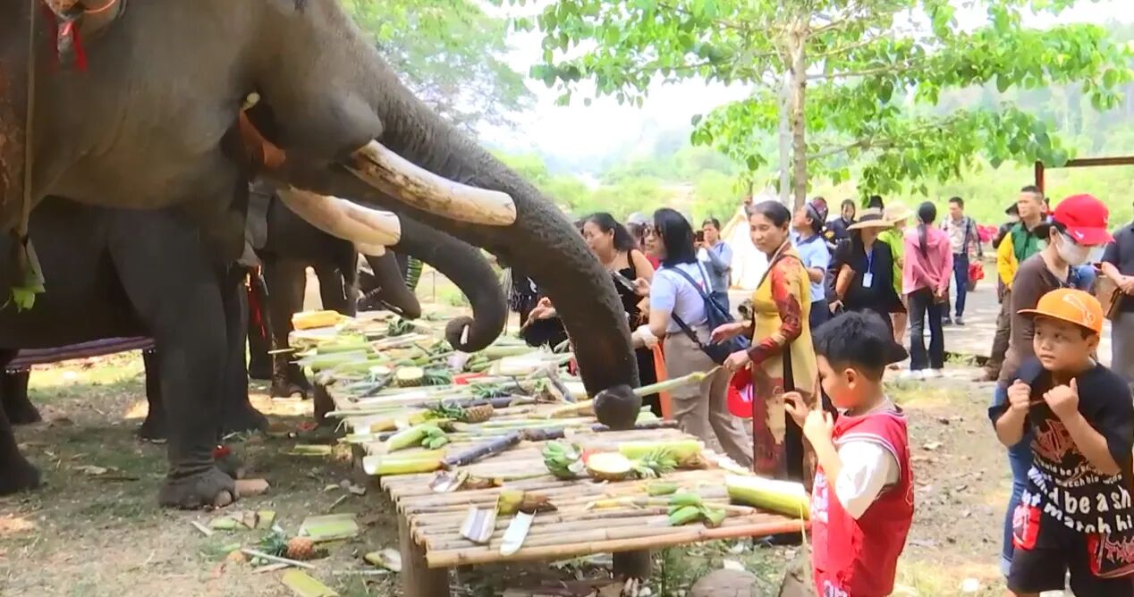 Meet gentle giants in a responsible and compassionate environment