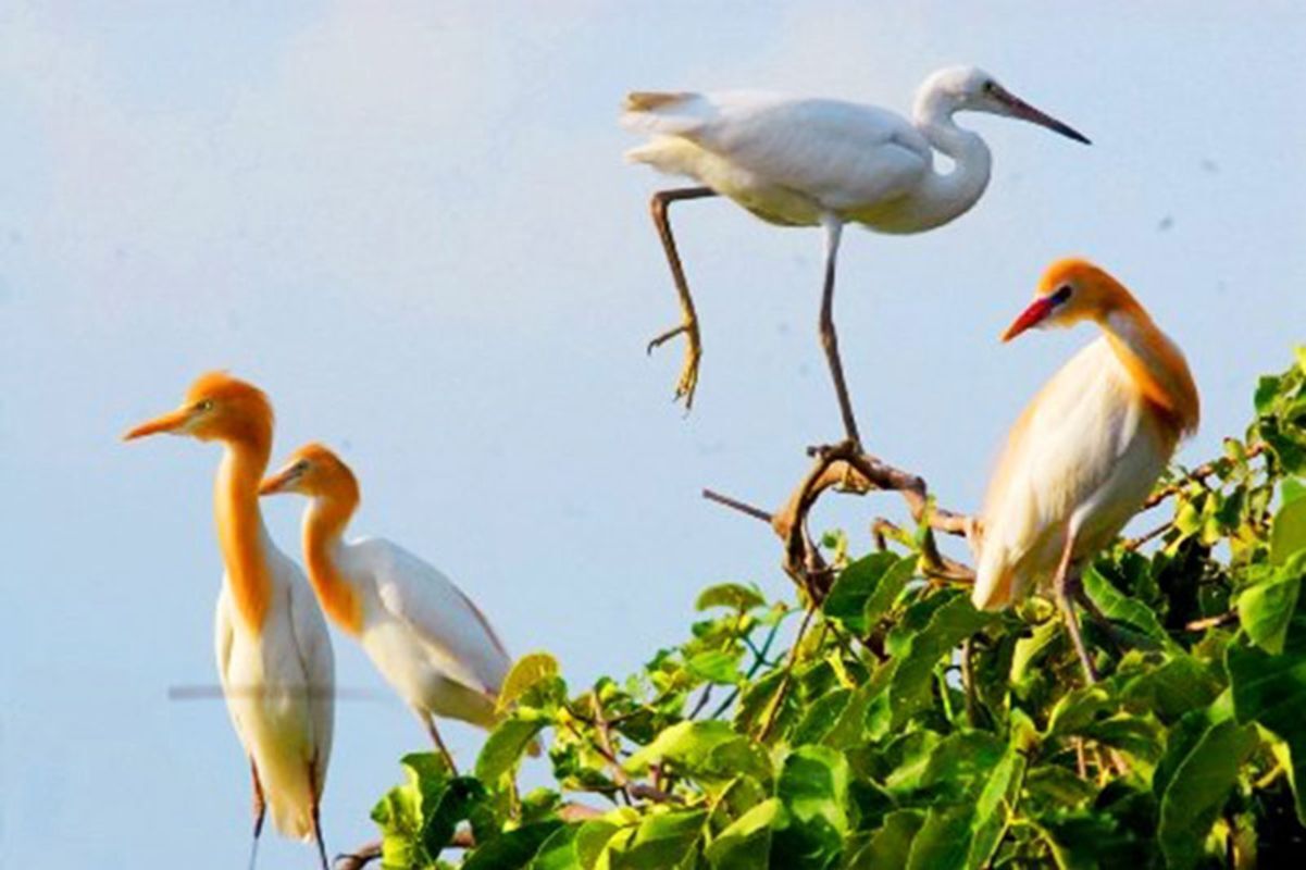 Dive into the serene charm of Can Tho Travel