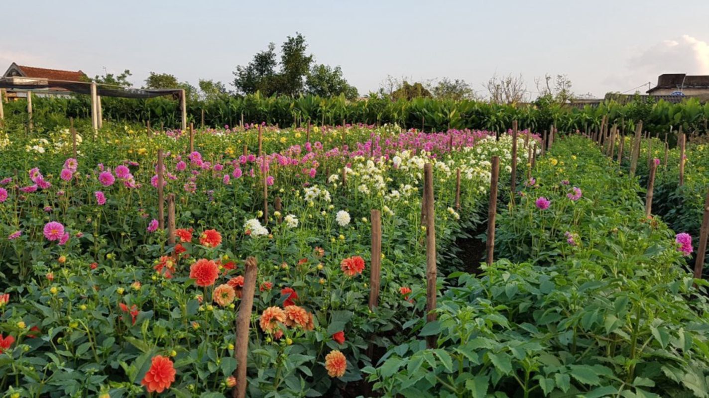 Photograph the sustainable allure of Thai Binh’s eco-tourism