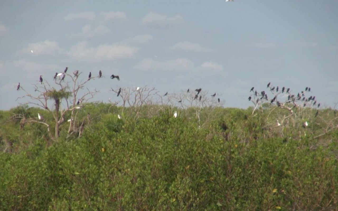 Bac Lieu Bird Sanctuary - The masterpiece of nature