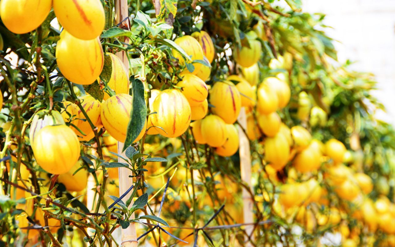 Dive into the vibrant flavors of Da Lat Travel