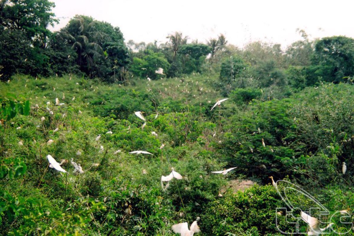 Tân Long stork garden - Photograph the serene allure of Soc Trang’s nature
