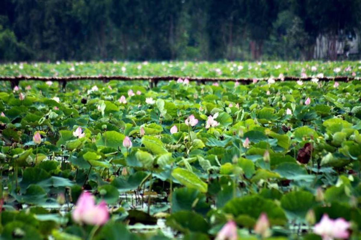 Dive into the natural charm of Long An Travel