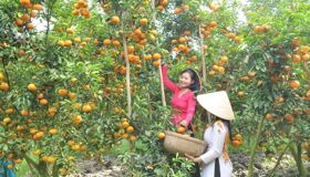 Dive into the vibrant charm of Ha Tinh Travel