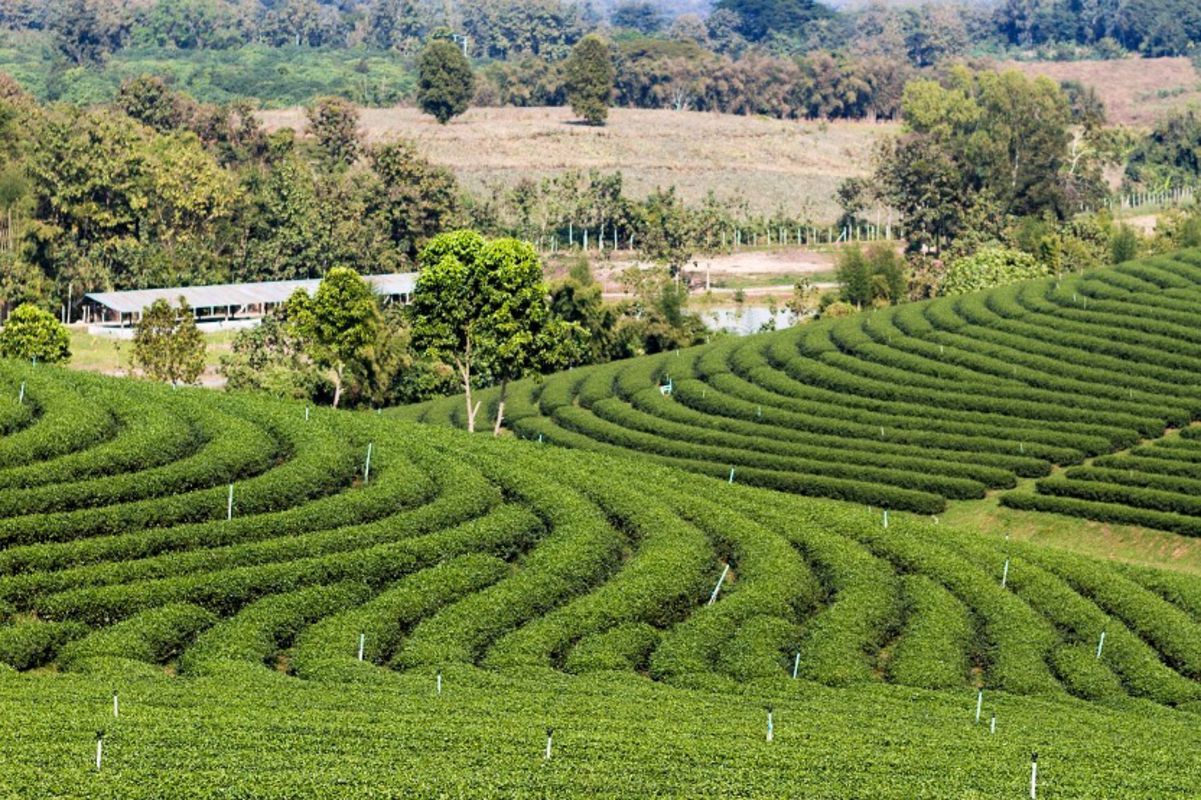 Capture the serene essence of Nghe An’s eco-gem