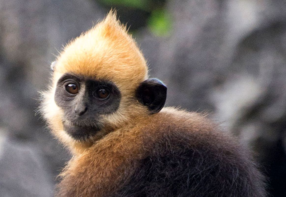 Dive into the wild charm of Cat Ba Travel