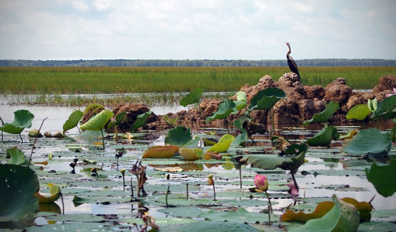 Start your Dong Thap Travel with tranquil vistas