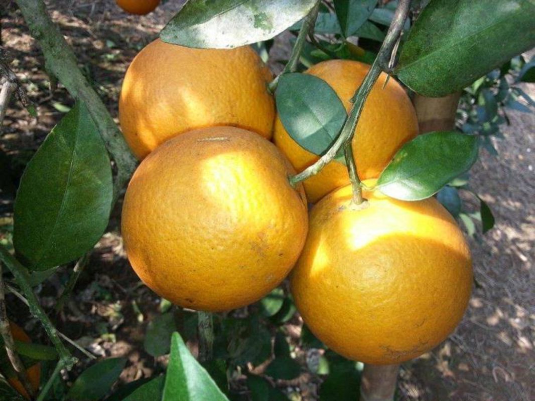 Xa Doai Orange