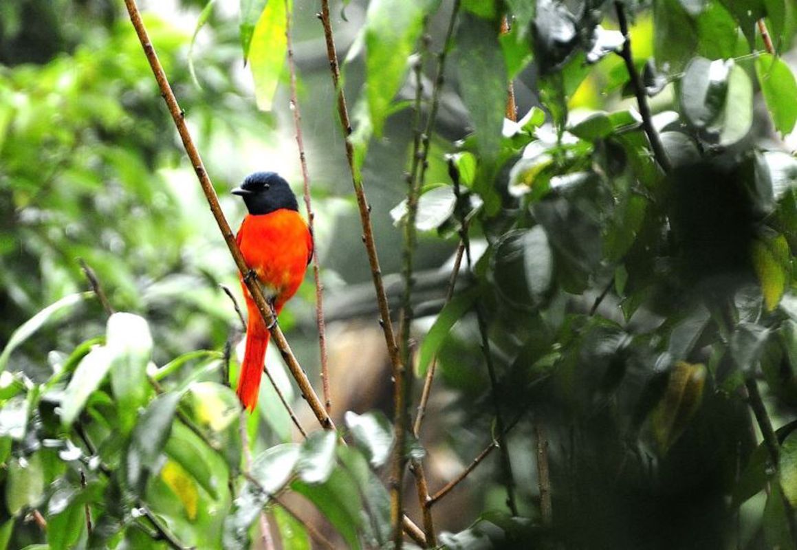 Capture the biodiverse beauty of Ca Mau’s eco-tourism gem