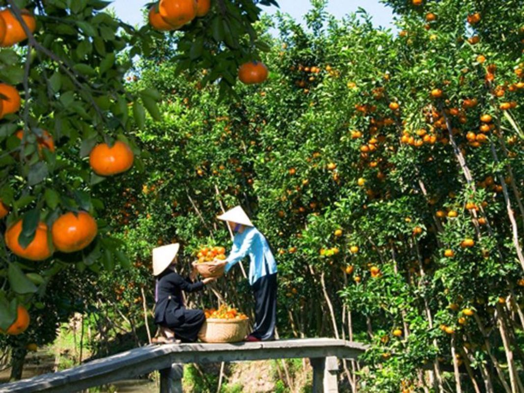 Capture the tropical essence of Tien Giang’s fruitful gem