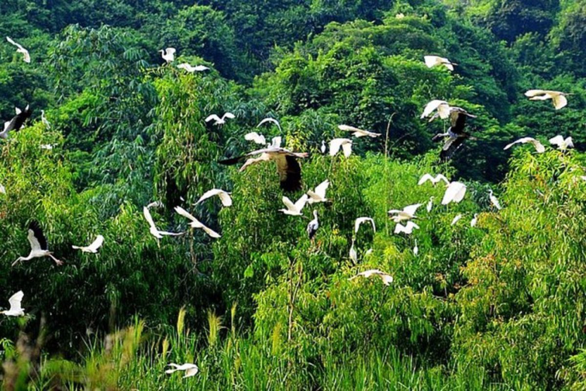 Bac Lieu Bird Sanctuary - The masterpiece of nature