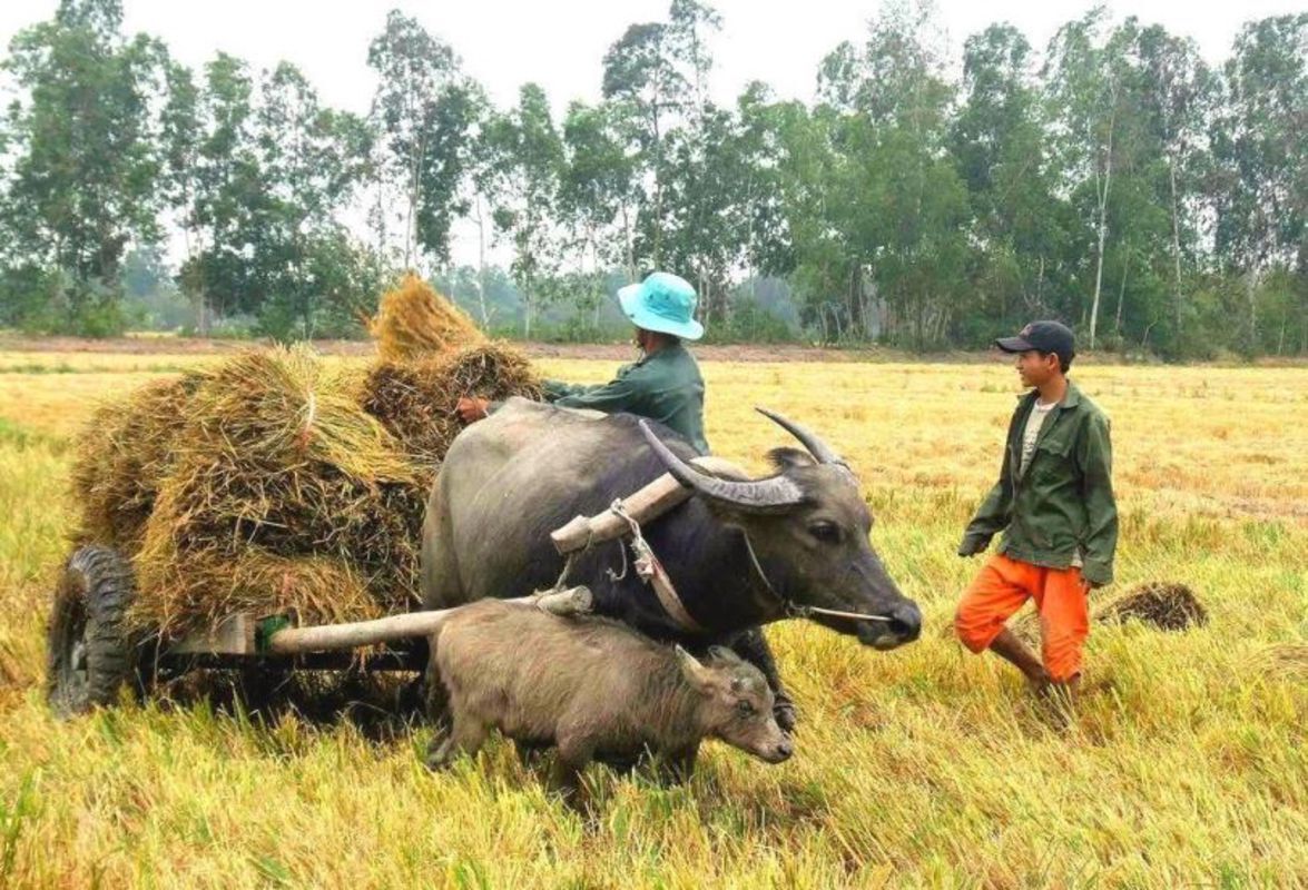 Dive into the vibrant essence of Hau Giang Travel