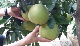 Dive into the tangy flavors of Ha Tinh Travel