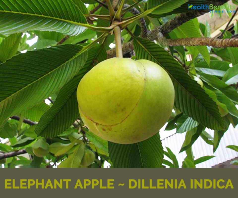 Elephant Apple