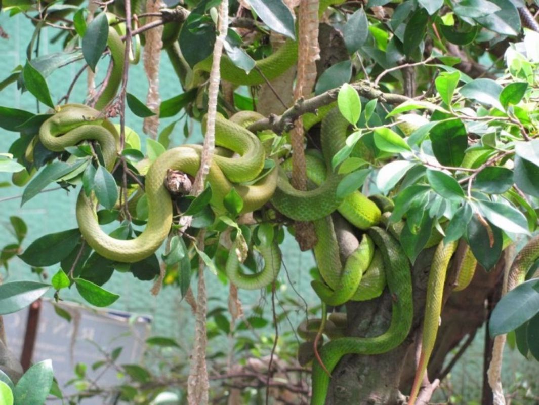 Capture the intriguing allure of Tien Giang’s wildlife gem