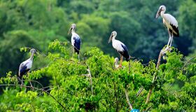 Photograph the natural allure of Soc Trang’s wildlife