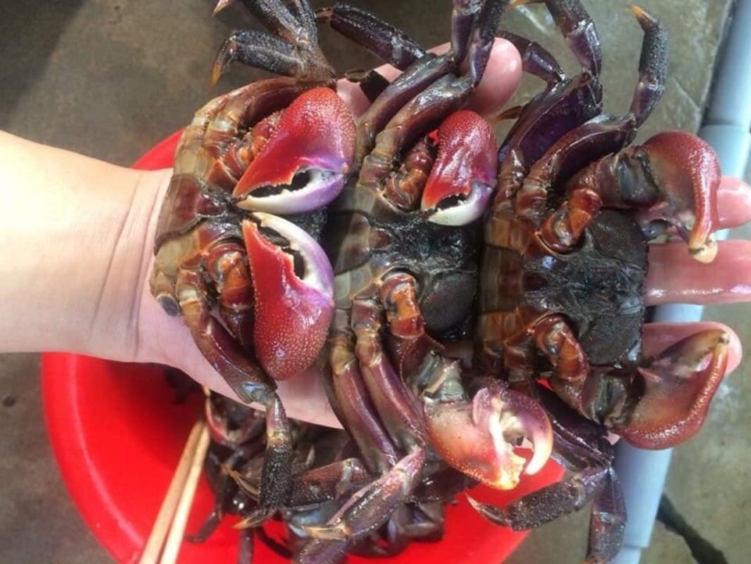 Dive into the flavorful charm of Ca Mau Travel