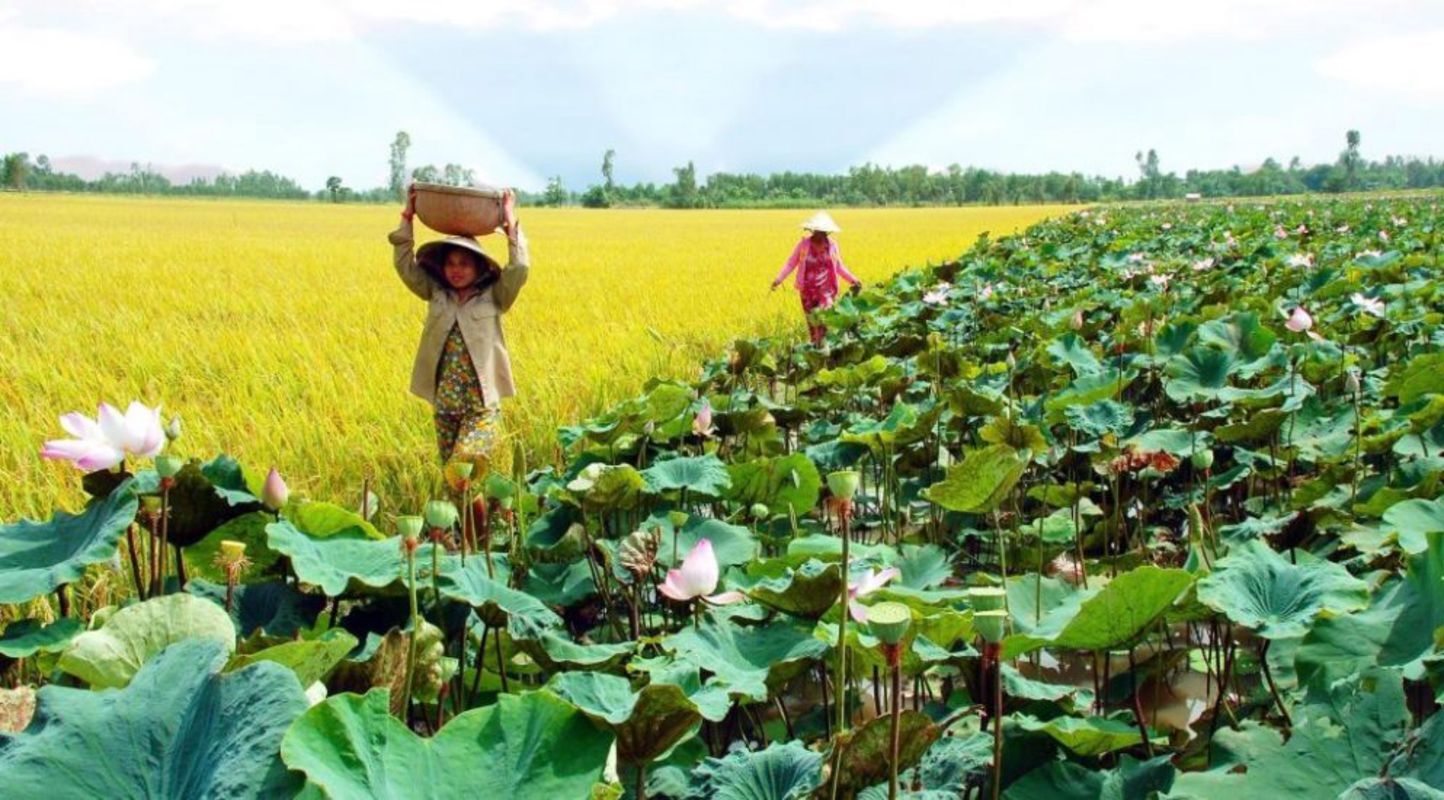 Start your Dong Thap Travel with serene vistas