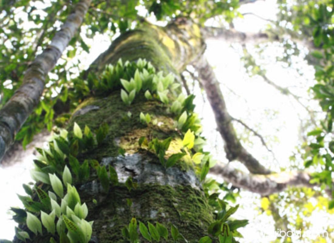 Capture the verdant beauty of Hanoi’s eco-gem