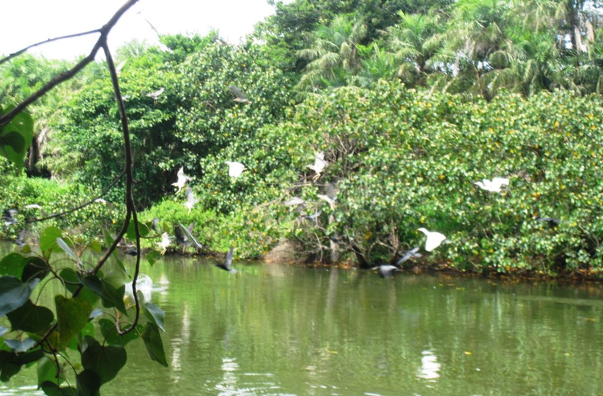 Dive into the serene charm of Ca Mau Travel