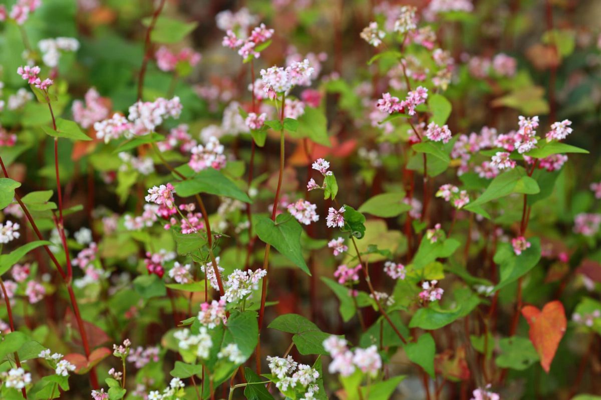 Capture the floral beauty of Tuyen Quang’s highland gem