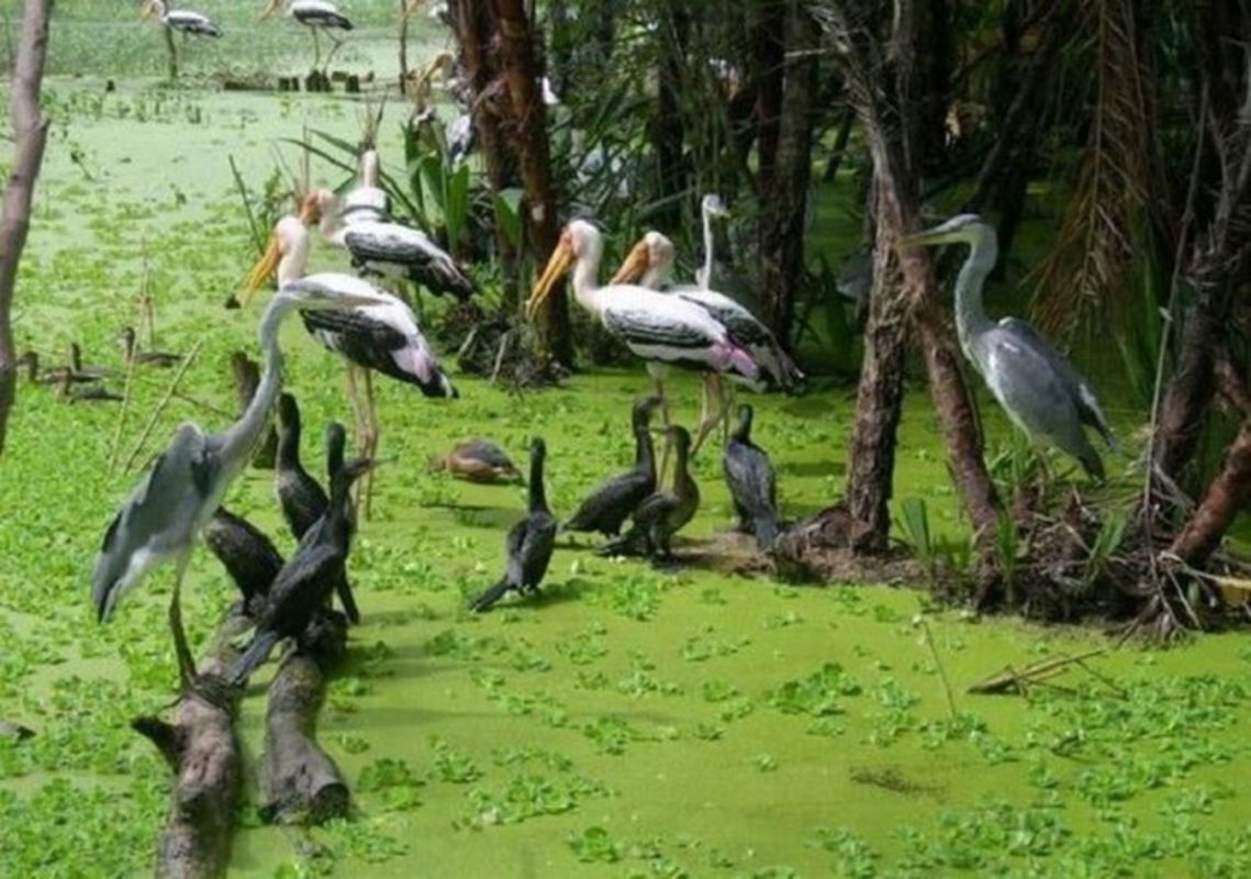 Capture the serene beauty of Hau Giang’s ecological gem