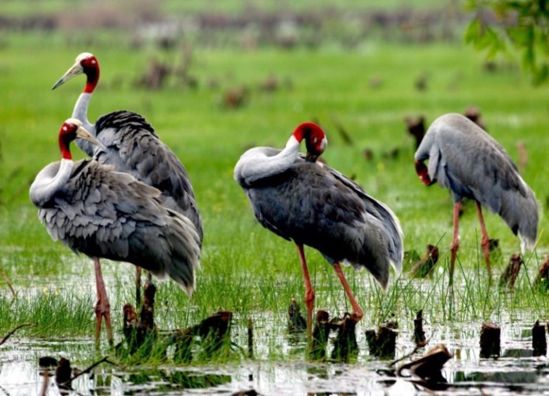 Tram Chim National Park - Park of a variety of wild birds