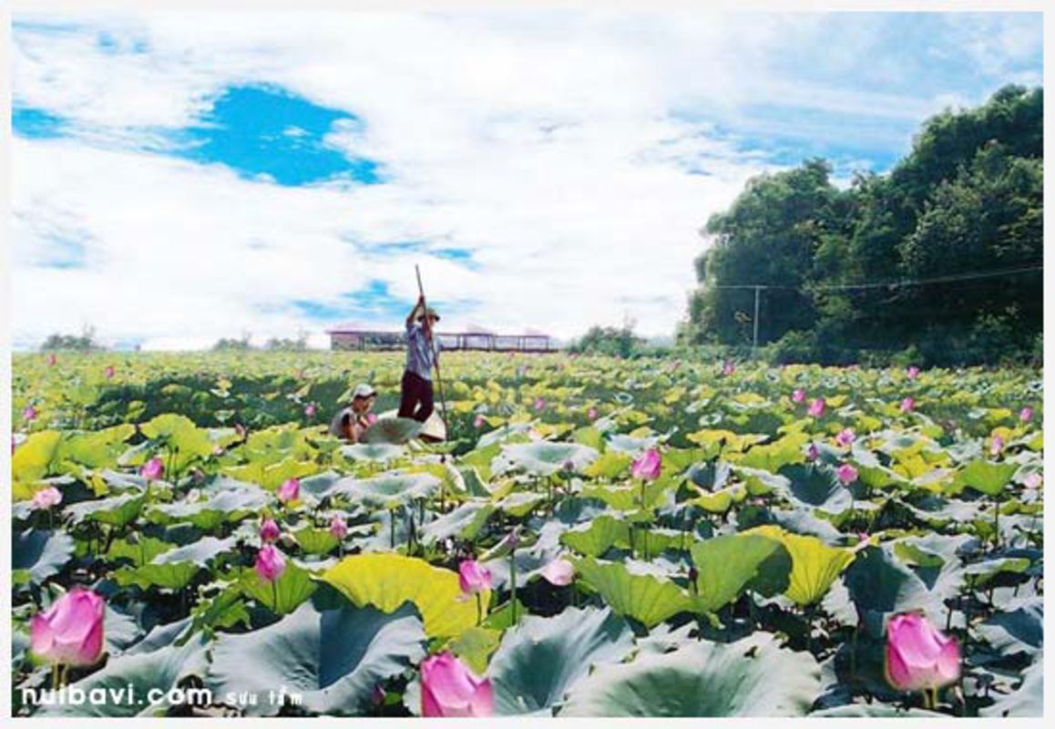 Capture the serene beauty of Đầm Long’s ecological gem