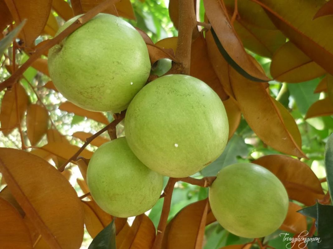 Lo Ren Star Apples