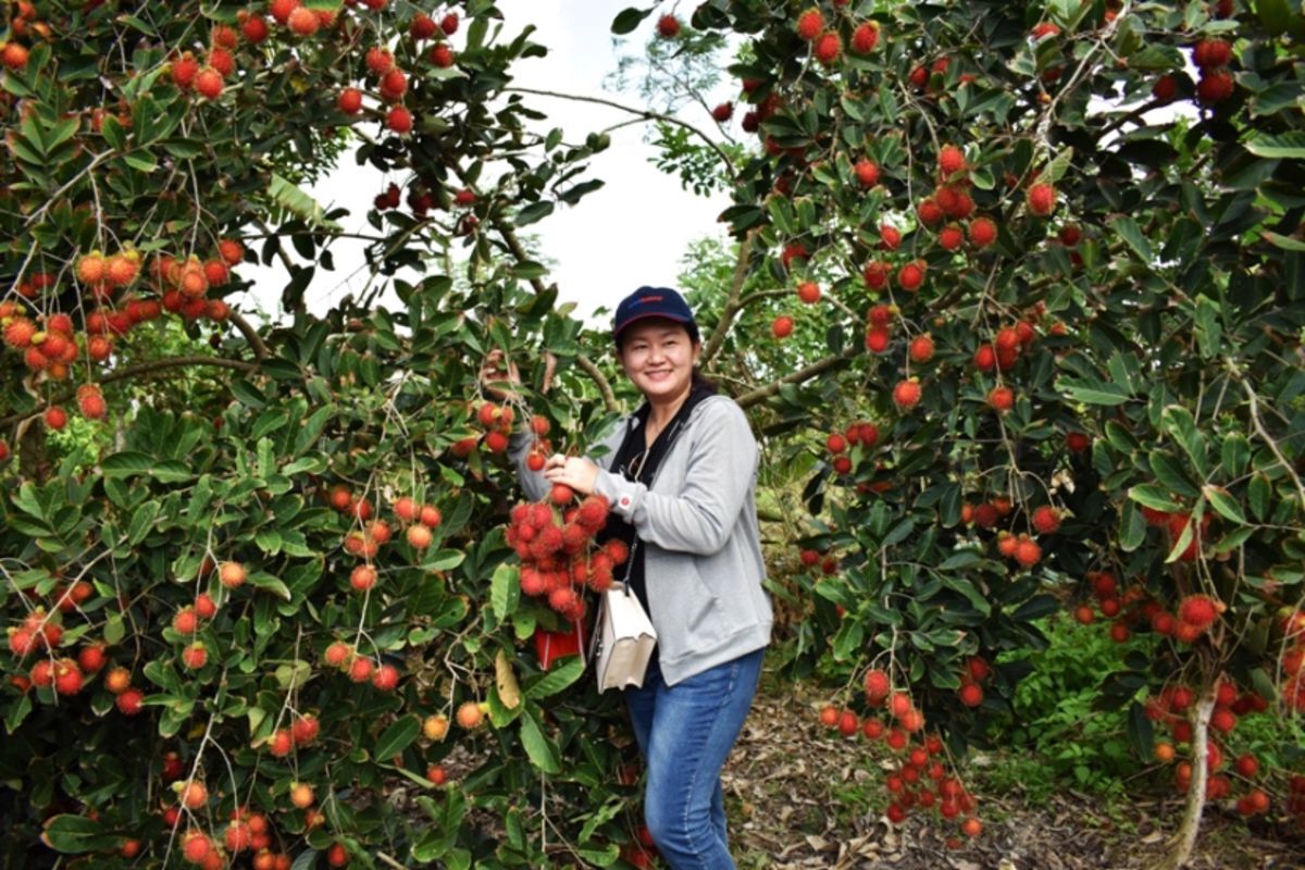 Capture the fruitful essence of Vinh Long’s eco-gem