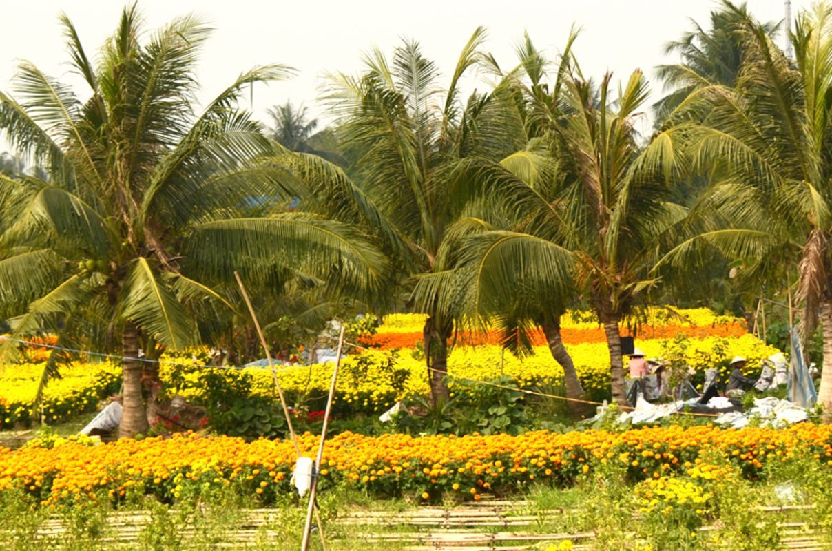 Learn Ben Tre’s cultural legacy with expert insights