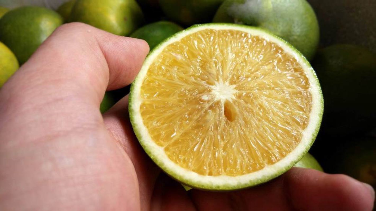 Learn Vinh Long’s agricultural heritage with expert insights