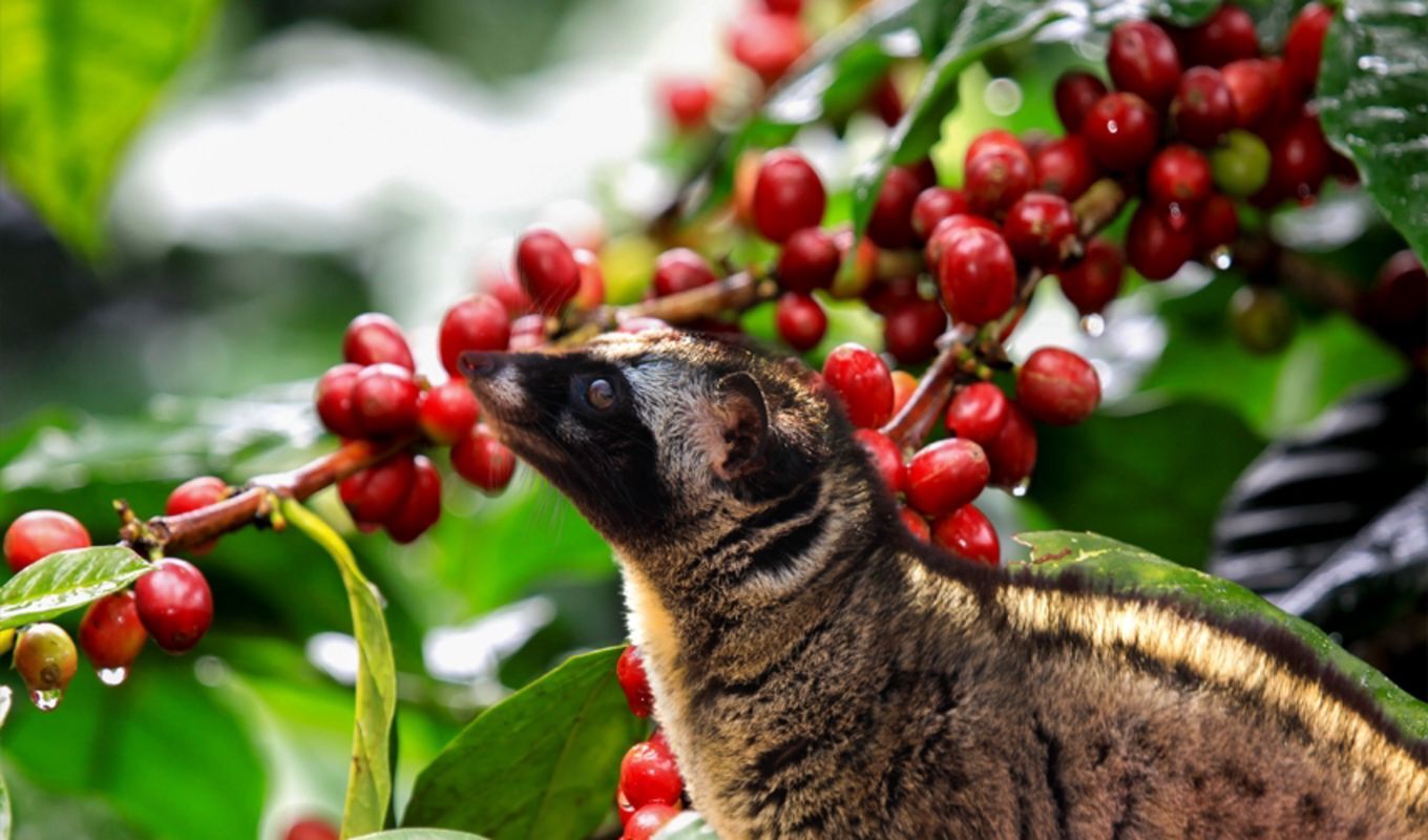 Weasel Coffee