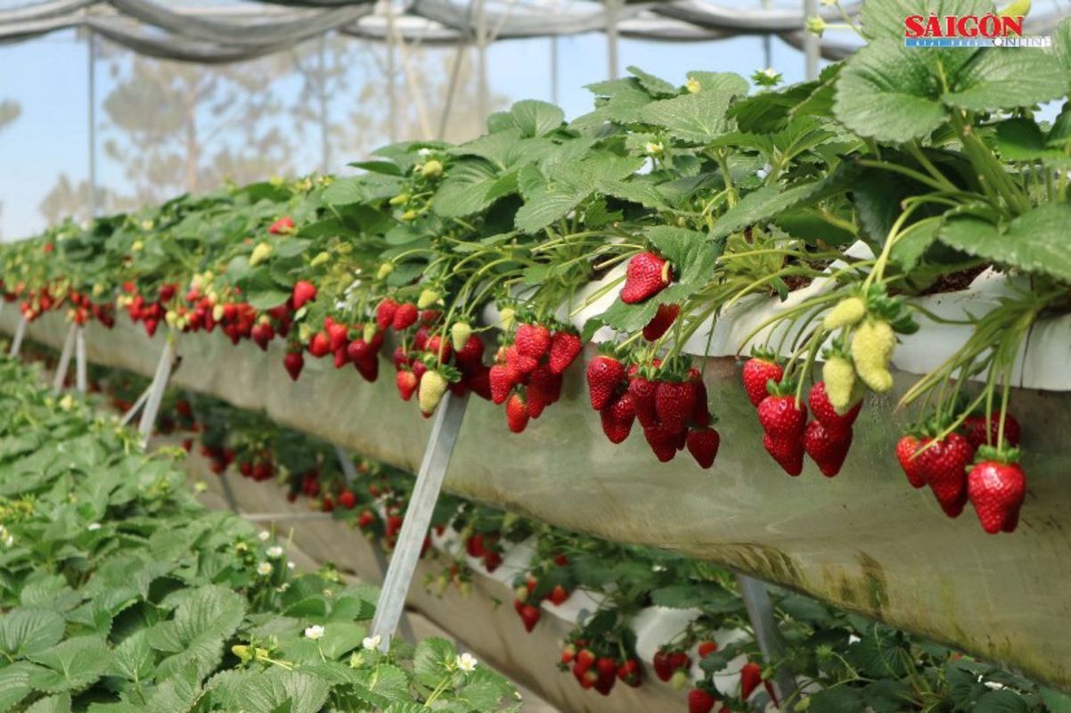 Capture the sweet beauty of Da Lat’s agritourism gem